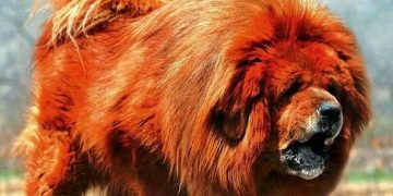 Cách chọn loài chó Ngao Tây Tạng phù hợp với bạn