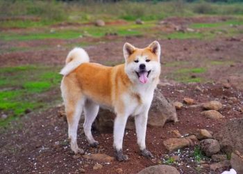 Cách chọn một chó Akita 