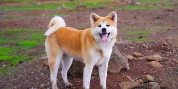 Cách chọn một chó Akita 