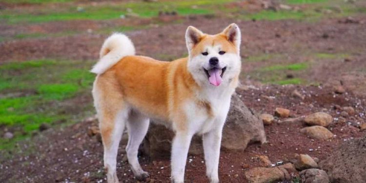Cách chọn một chó Akita