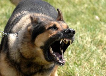 Cách thực hiện các bài tập huấn luyện cho Becgie