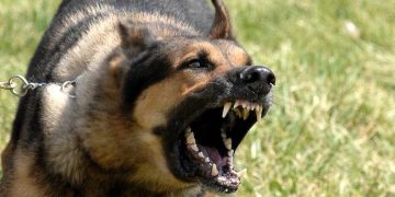 Cách thực hiện các bài tập huấn luyện cho Becgie