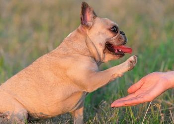 Cách chọn một chó Bull Pháp phù hợp với bạn