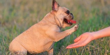 Cách chọn một chó Bull Pháp phù hợp với bạn