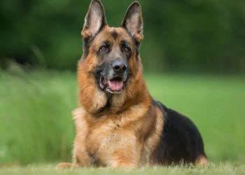 Cách chọn một chú chó chăn cừu Đức