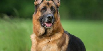 Cách chọn một chú chó chăn cừu Đức