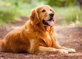 Cách chọn một chó Golden đúng với nhu cầu của bạn