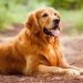 Cách chọn một chó Golden đúng với nhu cầu của bạn
