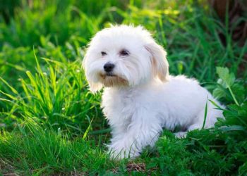 Cách chọn một chó Maltese đúng với nhu cầu 