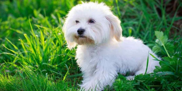 Cách chọn một chó Maltese đúng với nhu cầu