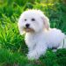 Cách chọn một chó Maltese đúng với nhu cầu