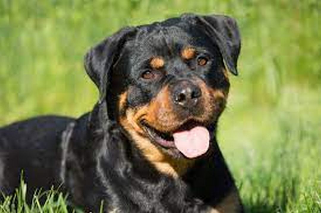 Cách chọn một chú chó Rottweiler phù hợp