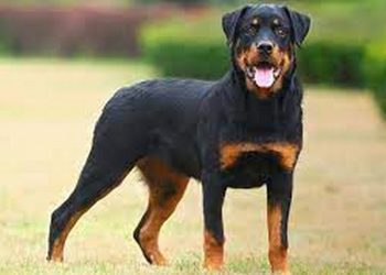 Cách thúc đẩy học tập của chó Rottweiler