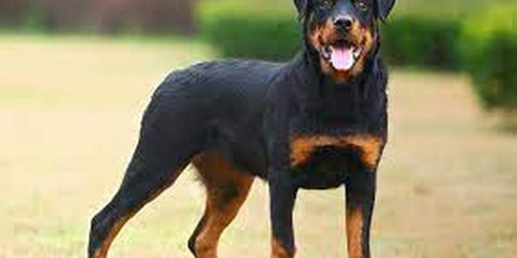 Cách thúc đẩy học tập của chó Rottweiler
