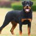 Cách thúc đẩy học tập của chó Rottweiler