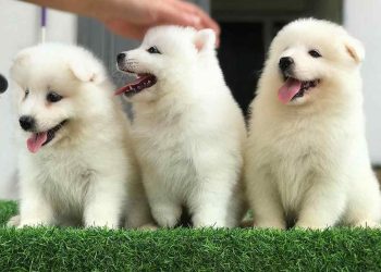 Những điều bạn cần biết về Samoyed