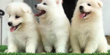 Những điều bạn cần biết về Samoyed