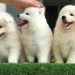 Những điều bạn cần biết về Samoyed