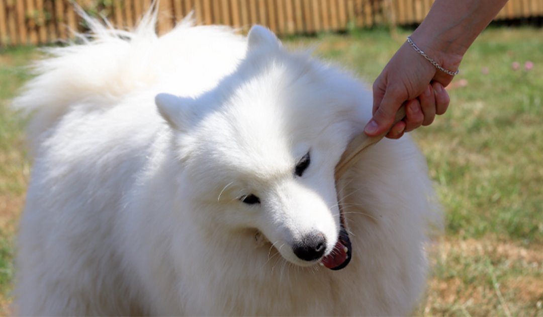 Tính cách của chó Samoyed