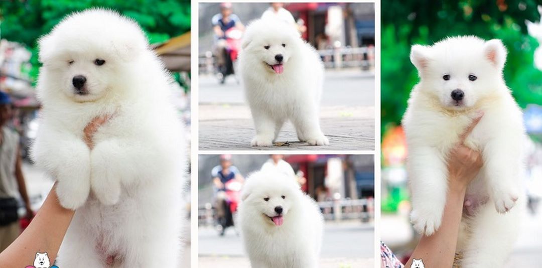 Cách huấn luyện chó Samoyed