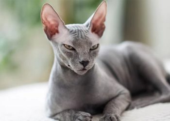 Giống mèo ai cập: Đặc điểm và đặc trưng