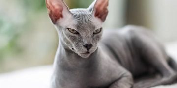 Giống mèo ai cập: Đặc điểm và đặc trưng