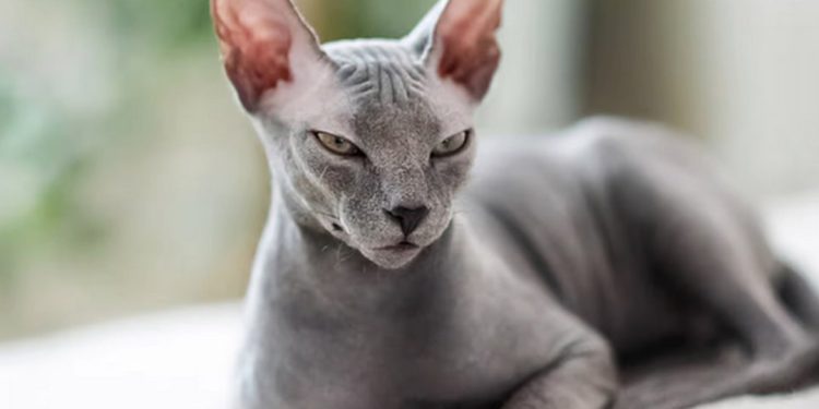 Giống mèo ai cập: Đặc điểm và đặc trưng
