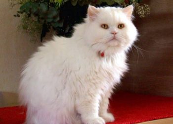 Đặc điểm ngoại hình của mèo anh lông dài