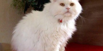 Đặc điểm ngoại hình của mèo anh lông dài