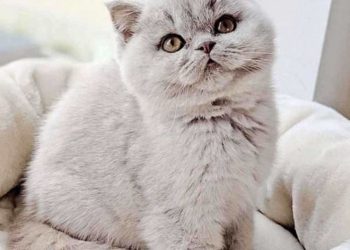 Cách phân biệt mèo Anh lông ngắn với các giống mèo khác