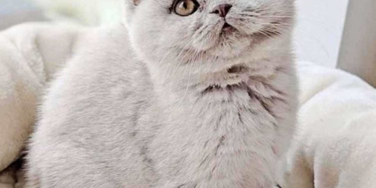 Cách phân biệt mèo Anh lông ngắn với các giống mèo khác