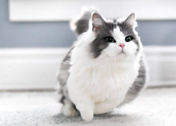 Cách Chăm Sóc Mèo Munchkin