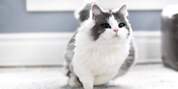 Cách Chăm Sóc Mèo Munchkin