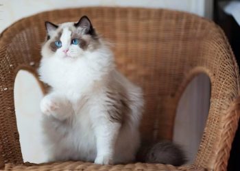 Giống Mèo Ragdoll