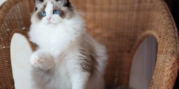 Giống Mèo Ragdoll