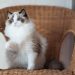 Giống Mèo Ragdoll