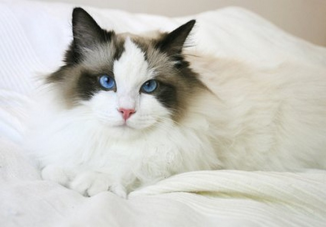 Lợi Ích Khi Nuôi Mèo Ragdoll