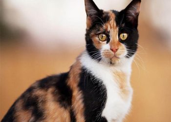 Cách chăm sóc mèo tam thể