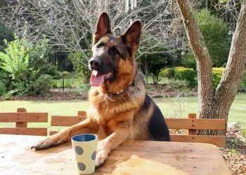 Cách nuôi chó Becgie lai đúng cách