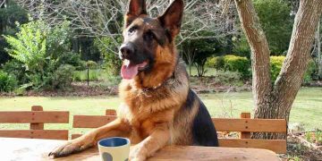 Cách nuôi chó Becgie lai đúng cách