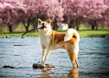 Cách để giúp chó akita học và thực hiện các kỹ năng