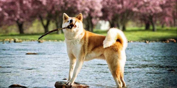 Cách để giúp chó akita học và thực hiện các kỹ năng