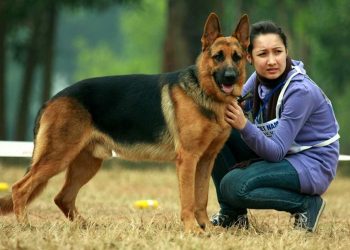 Cách giúp chó becgie phát triển thể lực và tinh thần