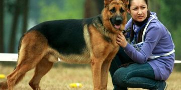 Cách giúp chó becgie phát triển thể lực và tinh thần