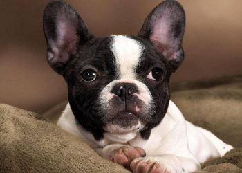 Các biện pháp nuôi dưỡng chó Bull Pháp