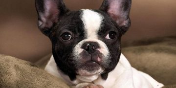 Các biện pháp nuôi dưỡng chó Bull Pháp