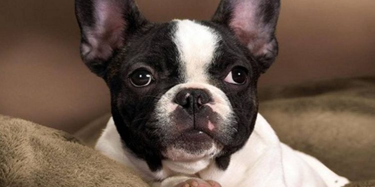 Các biện pháp nuôi dưỡng chó Bull Pháp