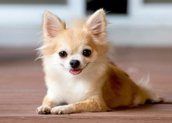 Cách chọn mua chó Chihuahua đúng cách