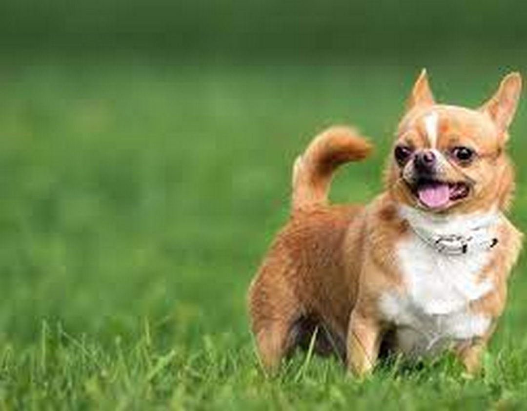 Cách nuôi chó Chihuahua hiệu quả