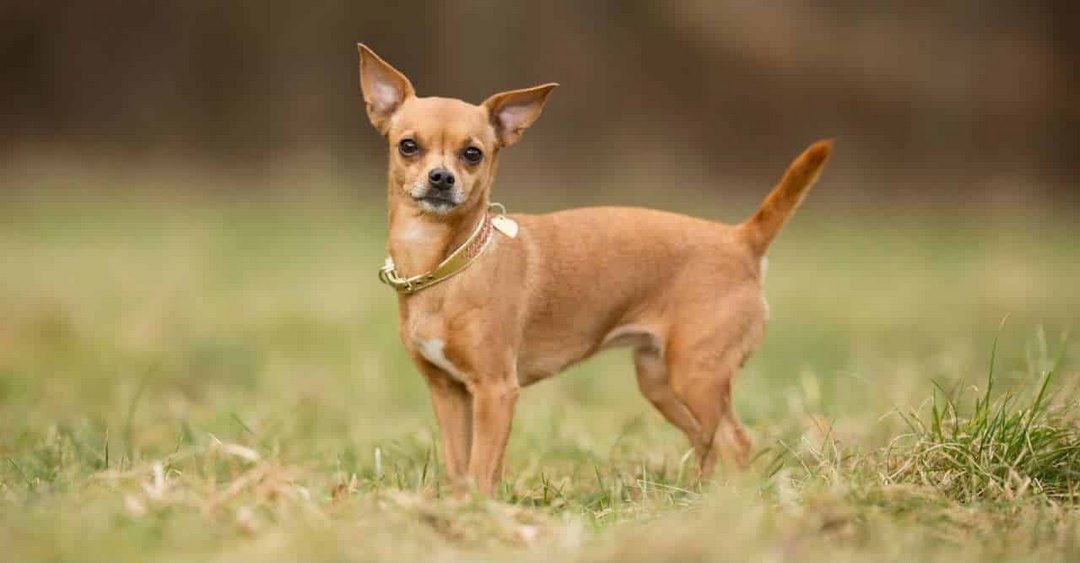 Cách chăm sóc sức khỏe cho chó Chihuahua